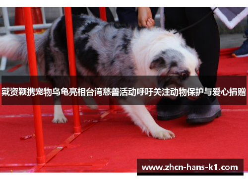 戴资颖携宠物乌龟亮相台湾慈善活动呼吁关注动物保护与爱心捐赠 戴资颖携宠物乌龟亮相台湾慈善活动呼吁关注动物保护与爱心捐赠